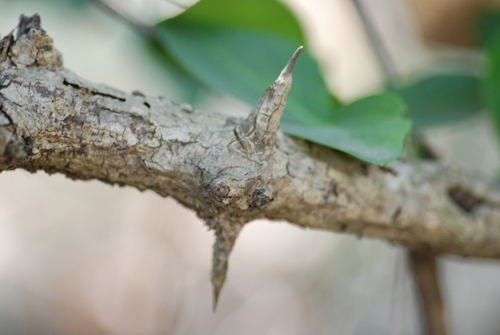 Carissa carandas (Ceylon damson) — photo