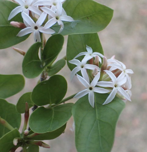 Carissa congesta (Bengal currant) — photo