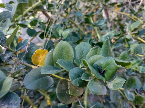 Carissa grandiflora (Carissa) — photo