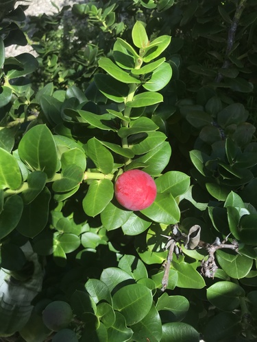 Carissa grandiflora (Carissa) — photo