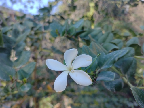 Carissa grandiflora