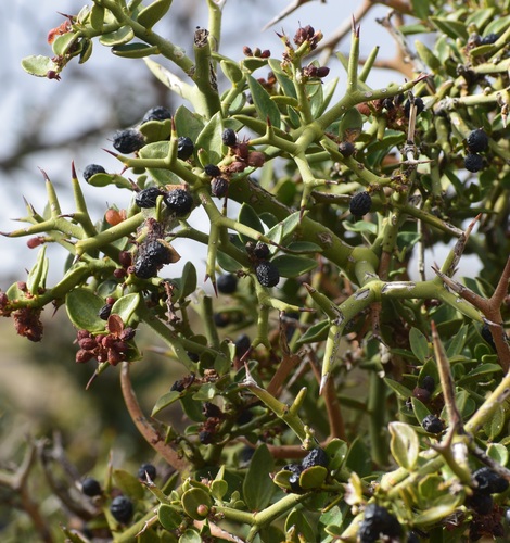 Carissa haematocarpa (Karoo num-num) — photo