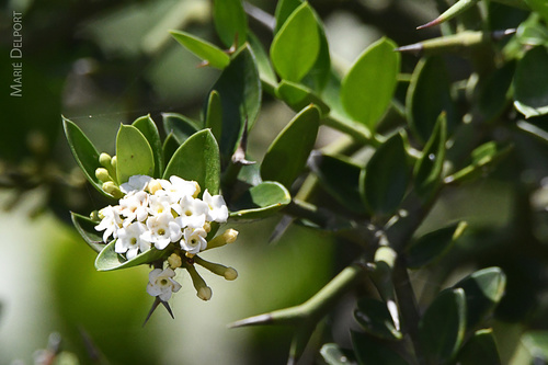 Carissa haematocarpa