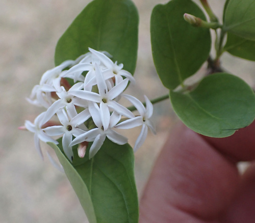 Carissa lanceolata (Konkleberry) — photo