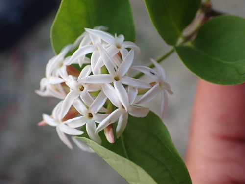 Carissa lanceolata (Konkleberry) — photo