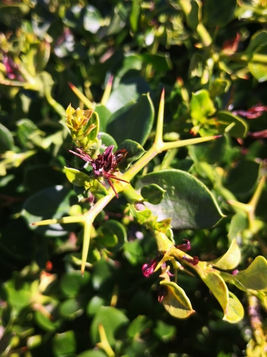 Carissa macrocarpa (Natal plum) — photo
