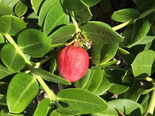 Carissa macrocarpa (Natal plum) — photo
