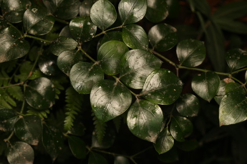 Carissa ovata (Currant bush) — photo