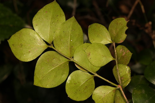 Carissa ovata (Currant bush) — photo