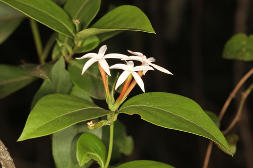 Carissa spinarum