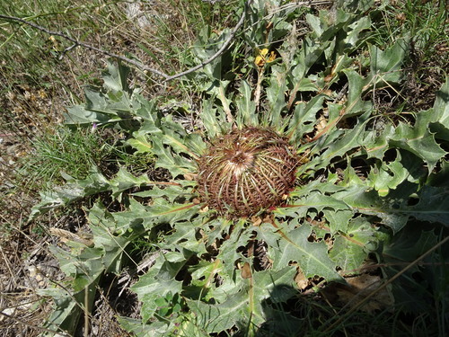 Carlina acanthifolia (Acanthus-leaved thistle) — photo