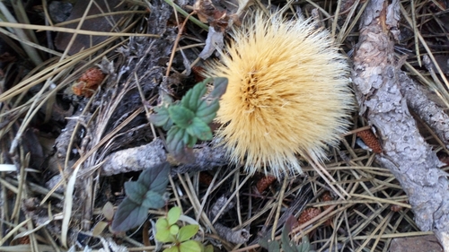 Carlina acanthifolia (Acanthus-leaved thistle) — photo