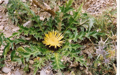 Carlina acanthifolia