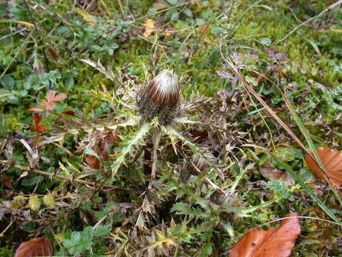 Carlina acaulis (Stemless Carline Thistle) — photo