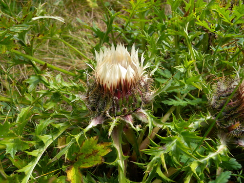 Carlina acaulis (Stemless Carline Thistle) — photo