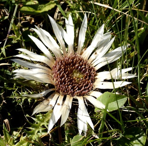 Carlina acaulis