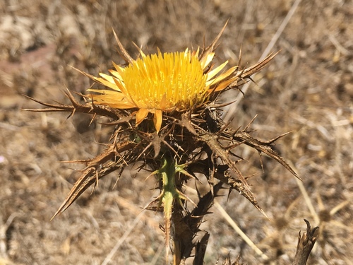 Carlina curetum (Carline thistle) — photo