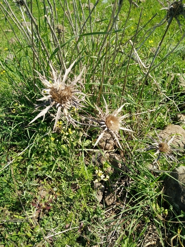 Carlina curetum (Carline thistle) — photo
