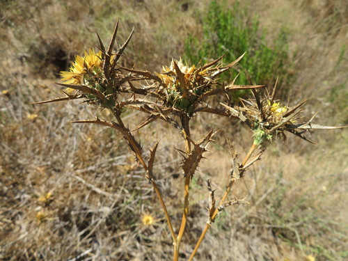 Carlina curetum