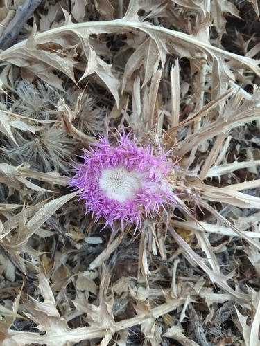 Carlina gummifera (Distaff thistle) — photo