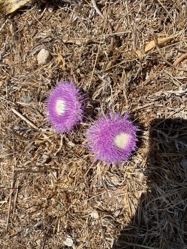 Carlina gummifera
