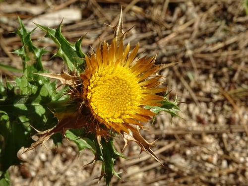 Carlina hispanica (Carline thistle) — photo