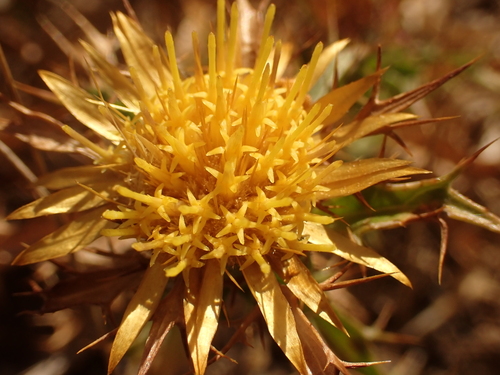 Carlina hispanica (Carline thistle) — photo