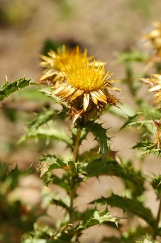 Carlina hispanica