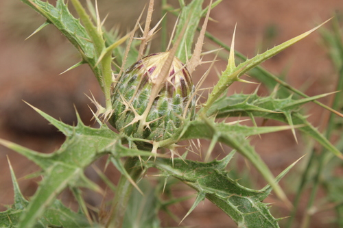 Carlina involucrata subsp. cyprica — photo