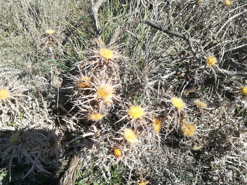 Carlina involucrata subsp. cyprica