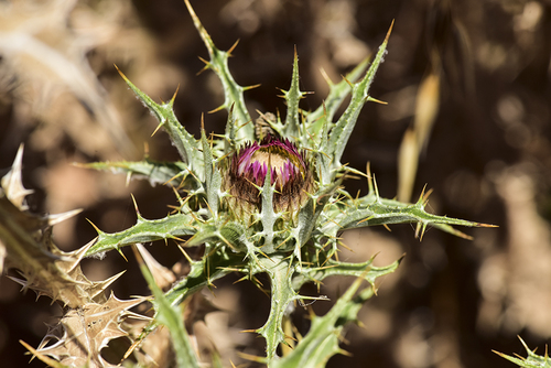 Carlina lanata — photo