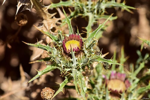 Carlina lanata — photo