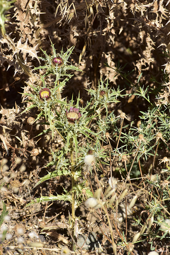 Carlina lanata