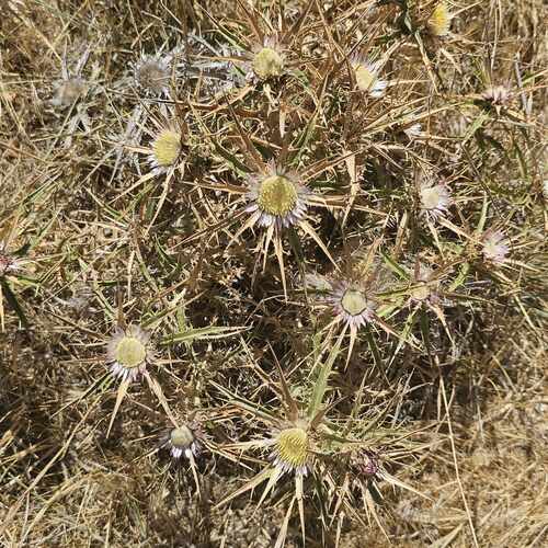 Carlina sicula (Carlina siciliana) — photo