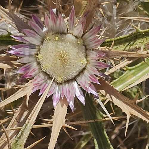 Carlina sicula (Carlina siciliana) — photo