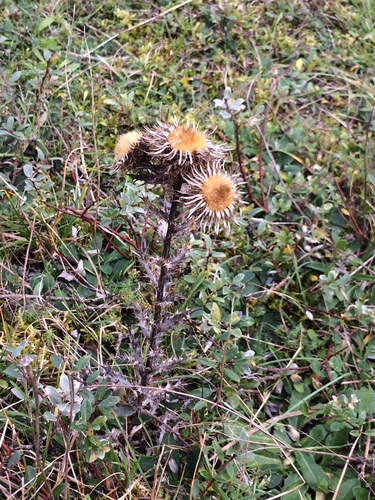 Carlina vulgaris (Carline thistle) — photo