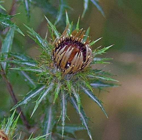 Carlina vulgaris (Carline thistle) — photo