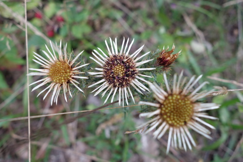 Carlina vulgaris