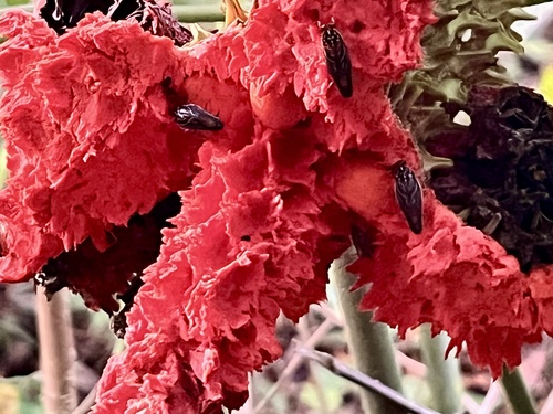 Carludovica drudei (Panama-hat plant) — photo