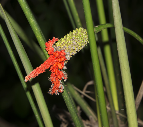 Carludovica drudei (Panama-hat plant) — photo