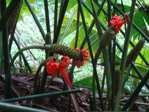 Carludovica palmata (Panama hat plant) — photo