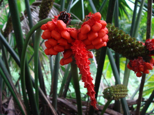 Carludovica palmata (Panama hat plant) — photo