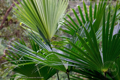 Cyclanthaceae