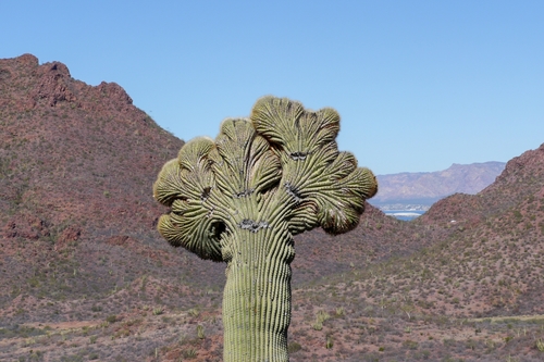 Carnegiea gigantea (Saguaro Cactus) — photo