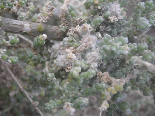 Caroxylon imbricatum — photo
