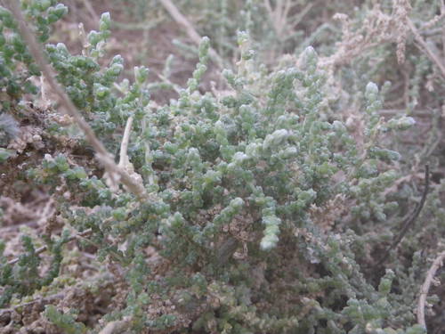 Caroxylon imbricatum — photo