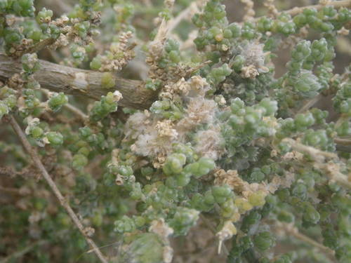 Caroxylon imbricatum