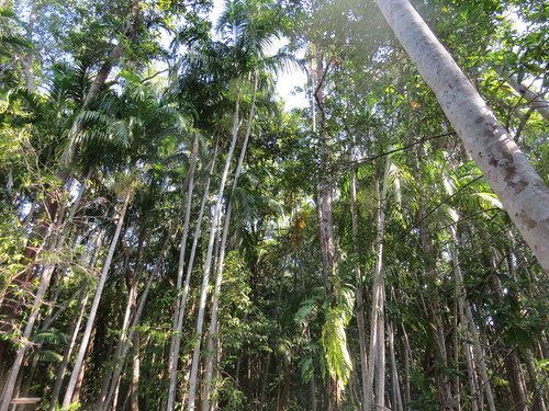 Carpentaria acuminata (Carpentaria palm) — photo