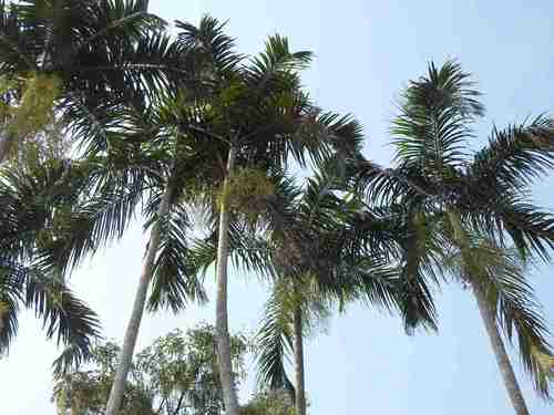 Carpentaria acuminata (Carpentaria palm) — photo