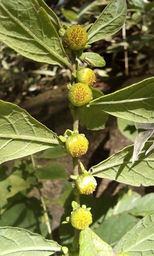 Carpesium abrotanoides